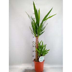 Yucca   ...