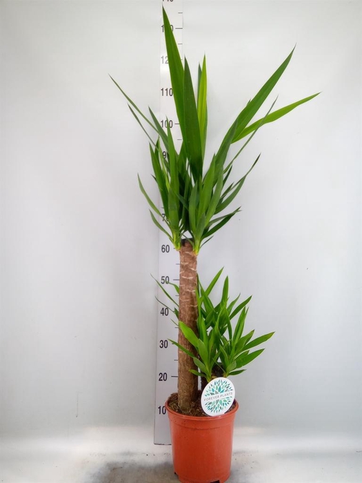 Yucca   ...