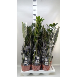 ZAMIOCULCAS  'DOWON' 8+