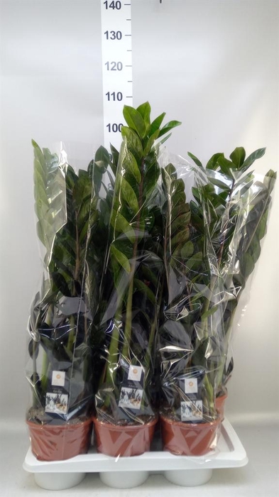 <h4>ZAMIOCULCAS 'DOWON' 8+</h4>