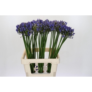Agapanthus Uri