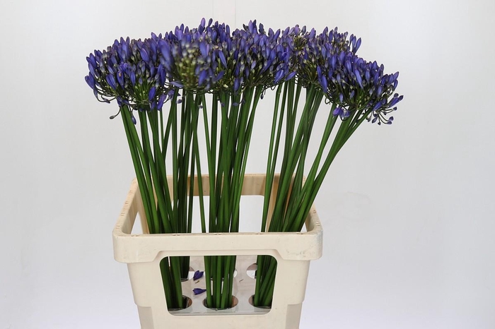 <h4>Agapanthus Uri</h4>