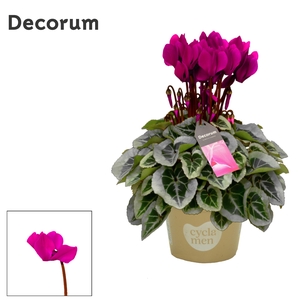 Cyclamen SS Picasso Violet Decorum