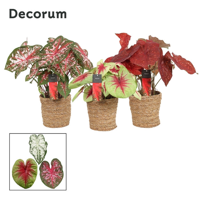 <h4>Caladium Mix in Ruby mand (Decorum)</h4>