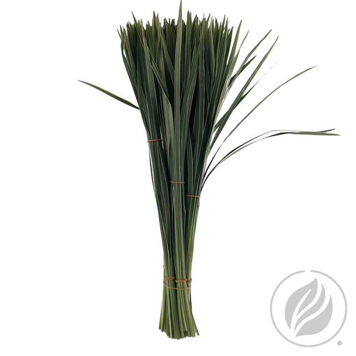 <h4>T-grass Variagated 55cm</h4>
