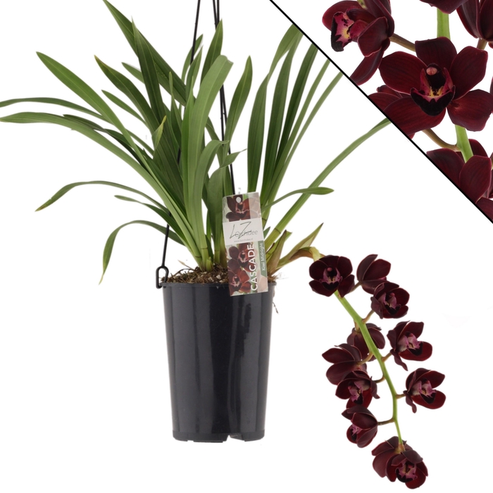 <h4>Kiwi Midnight 1 tak</h4>