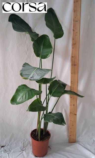<h4>STRELITZIA NICOLAI</h4>