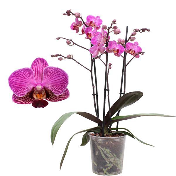<h4>Phal. Multiflora 3-tak "op soort paars"</h4>