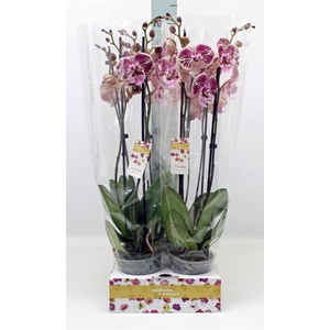 Phalaenopsis   ...