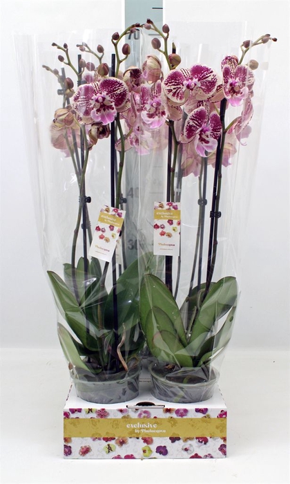 <h4>Phalaenopsis   ...</h4>