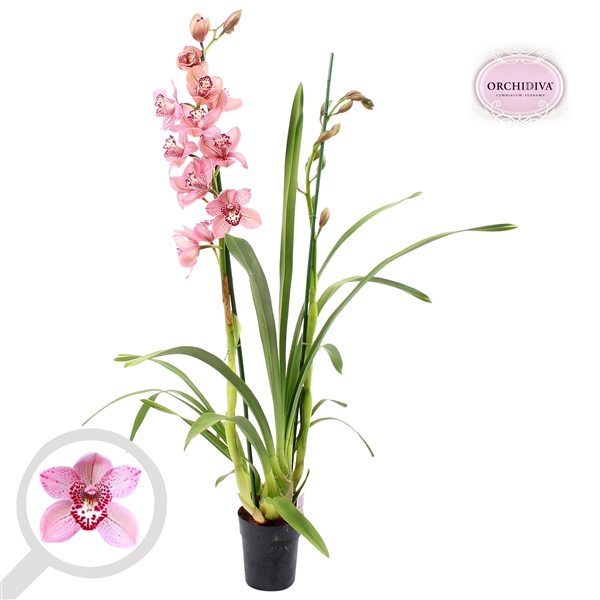 <h4>Cymbidium Formby 2 tak</h4>