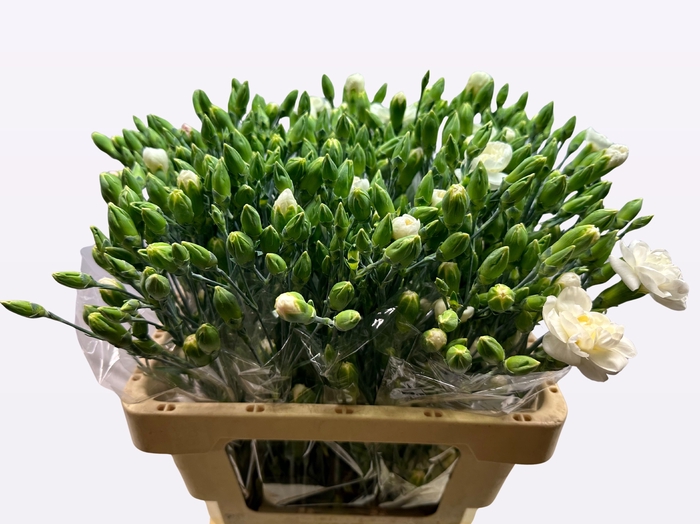 <h4>DI TR WHITE FLEURETT</h4>