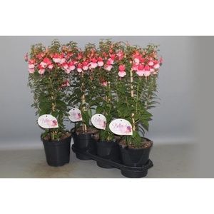 FUCHSIA OV