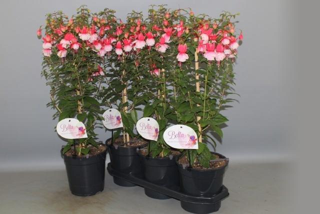 <h4>FUCHSIA OV</h4>