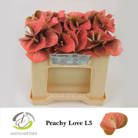 ANTH A PEACHY LOVE 60 L3