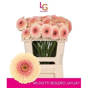Ge Mb Bol Jayjay