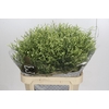 Limonium China Lemon