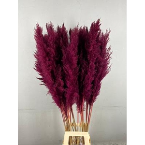 Df Pampas 130cm Bordeaux