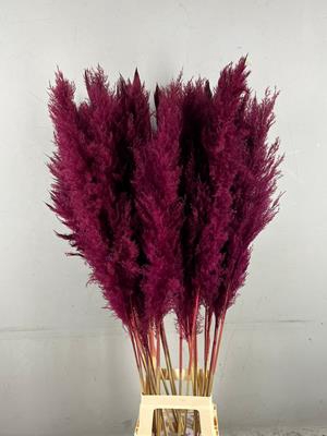 <h4>Df Pampas 130cm Bordeaux</h4>