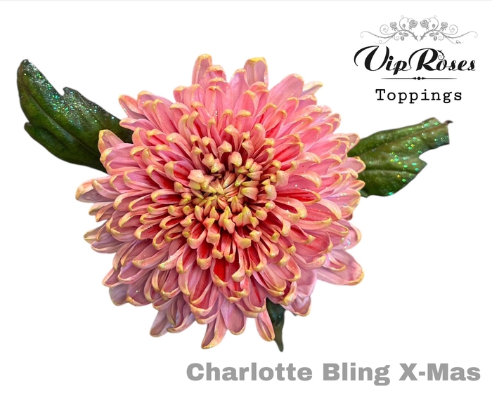 <h4>CHR G CHARLOTTE BLING XMAS</h4>