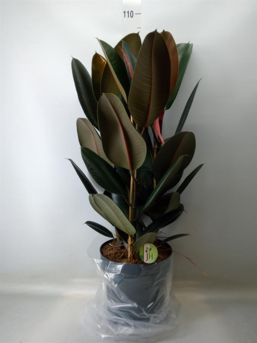 <h4>Ficus elastica 'Abidjan'</h4>