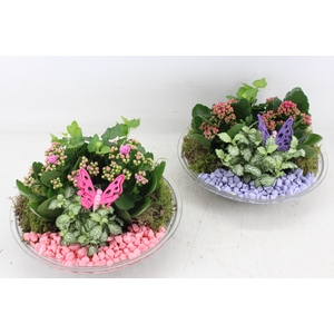 arr2 PL - Glas schaal 27cm - lila/roze
