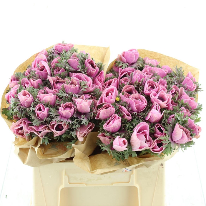 <h4>Anemone Powder Rose</h4>