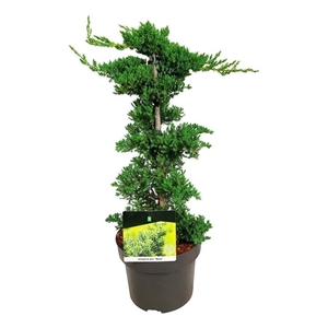 Juniperus proc. 'Nana'