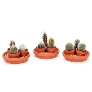 Cactus 3,5 cm 3x op schotel