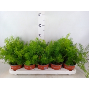 Asparagus dens. 'Sprengeri'