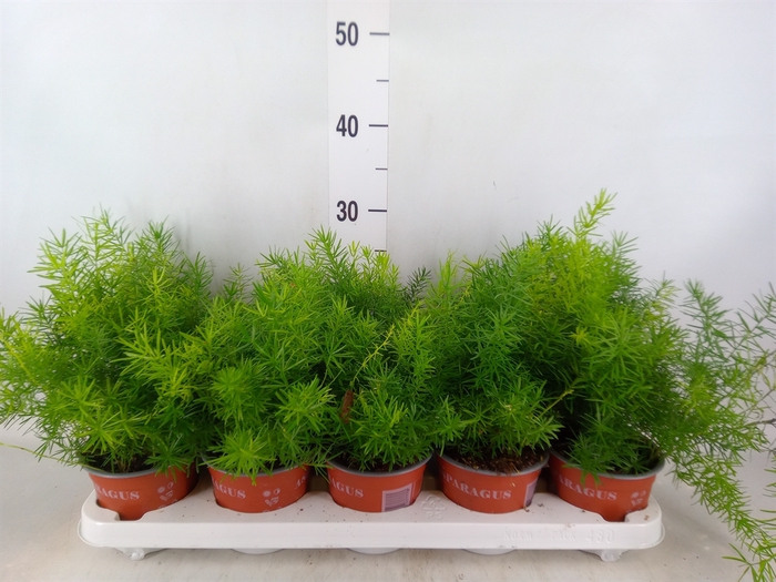 <h4>Asparagus dens. 'Sprengeri'</h4>