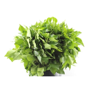 Hedera Pak