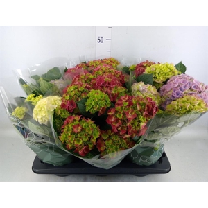 Hydrangea mac.   ...mix