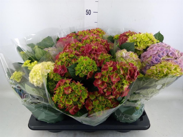 <h4>Hydrangea mac.   ...mix</h4>