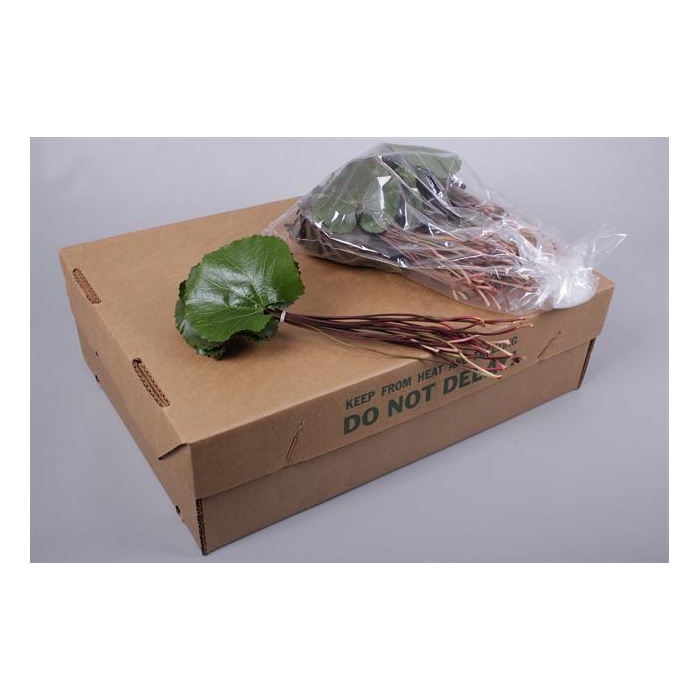 <h4>GALAX SUPER</h4>