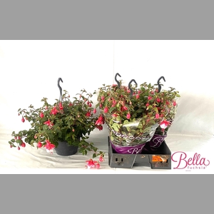 FUCHSIA EL CAMINO