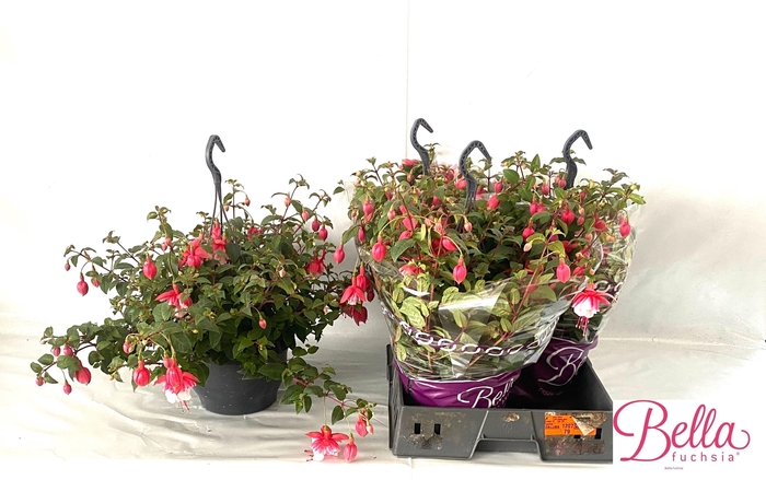 <h4>FUCHSIA EL CAMINO</h4>