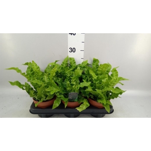 Asplenium nidus 'Crispy Wave'