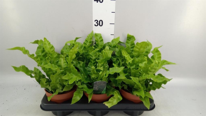 <h4>Asplenium nidus 'Crispy Wave'</h4>