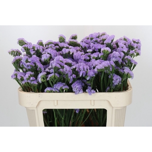 Limonium sinuatum Ana Blue