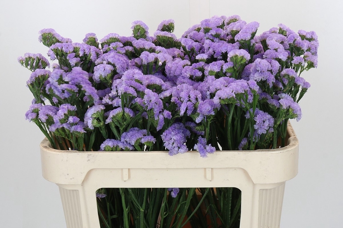 Limonium sinuatum Ana Blue
