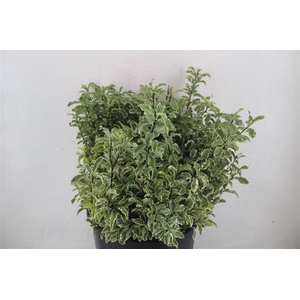 Pitto Nigra 150gr P Bunch