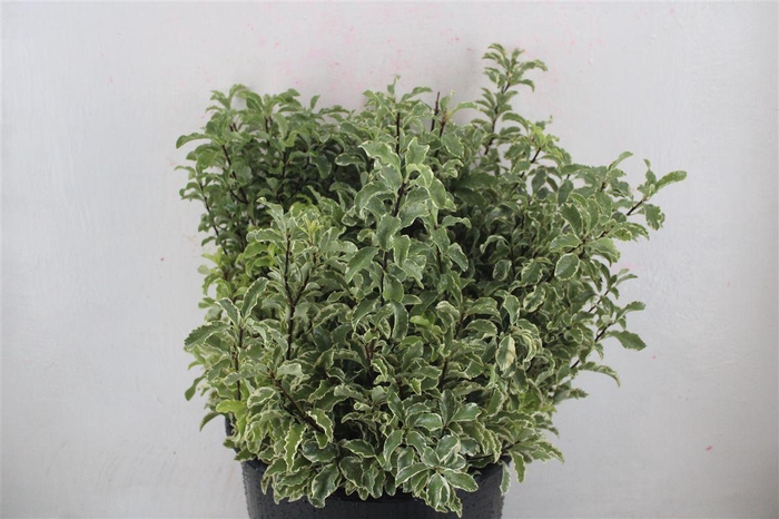 <h4>Pitto Nigra 150gr P Bunch</h4>