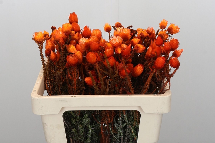 <h4>Kaaps Groen Phaenocoma Oranje</h4>