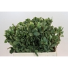Pittosporum Ilan