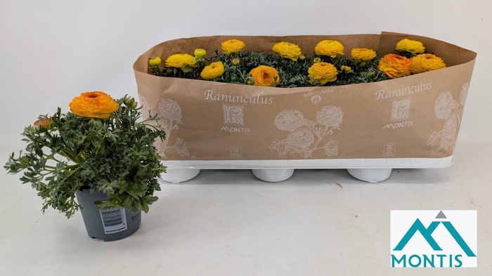 <h4>RANUN SPRINK REDYELL</h4>