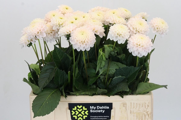 Dahlia Light Wizard