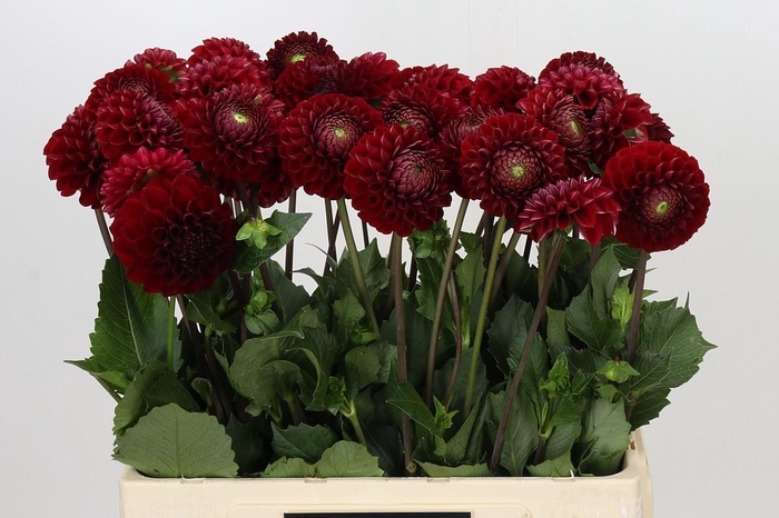 <h4>Dahlia Cornel</h4>