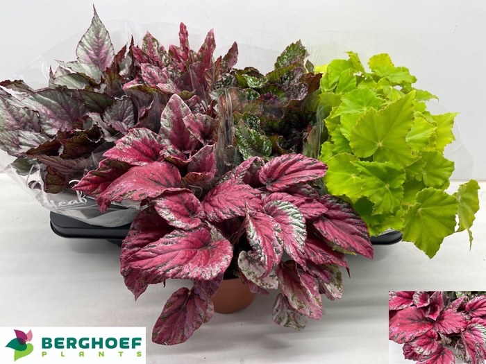 <h4>BEG BEL GEM</h4>