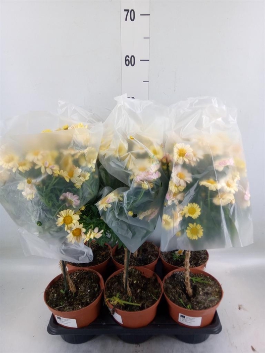 <h4>Argyranthemum   ...</h4>